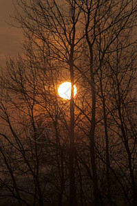 黄昏时的树的形象图片
