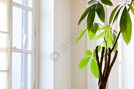 白色公寓的白色窗户和室内植物的绿叶图片