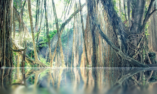 丛林照片中失落的宁静湖图片