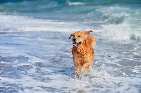 在海滩上奔跑的年轻金毛猎犬图片