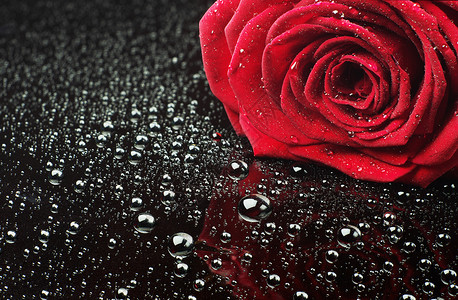 红玫瑰与水滴特写图片