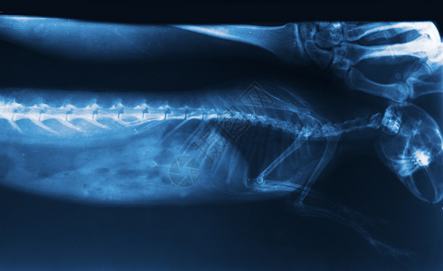 兔子脊椎的x射线图像图片