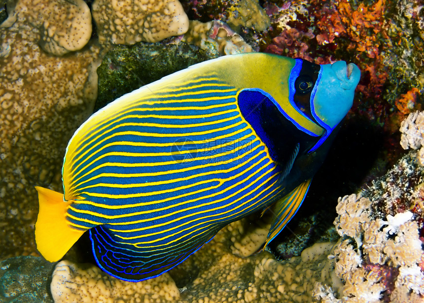 埃及红海的天皇使鱼Pomacanthusundere图片
