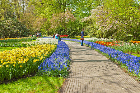 张凯丽春天的郁金香花园旅游者在荷兰凯背景