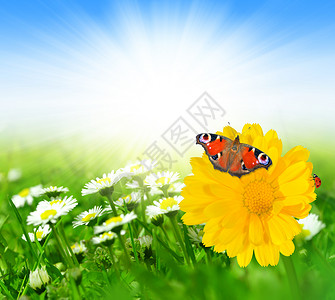 春天的花朵与草地上的蝴蝶图片