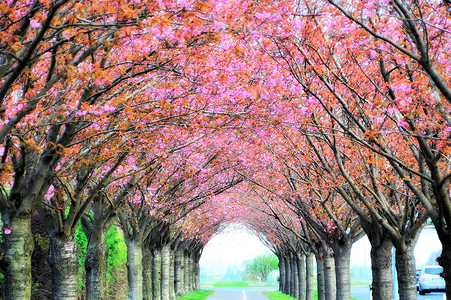 春天路上的樱花树图片