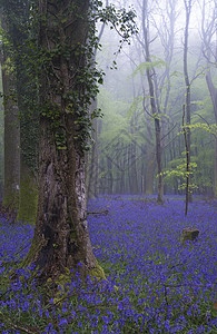 美丽的蓝铃花地毯在迷雾的春图片