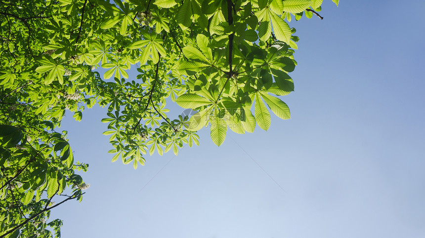 天空前的栗子树叶的图片