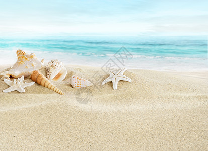 热带海滩上的贝壳景观图片