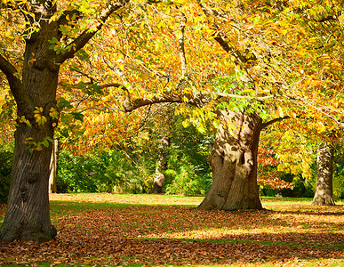 伦敦皇家植物园的秋树图片