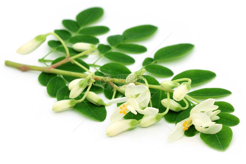 食用辣木叶与白色背景上的花图片