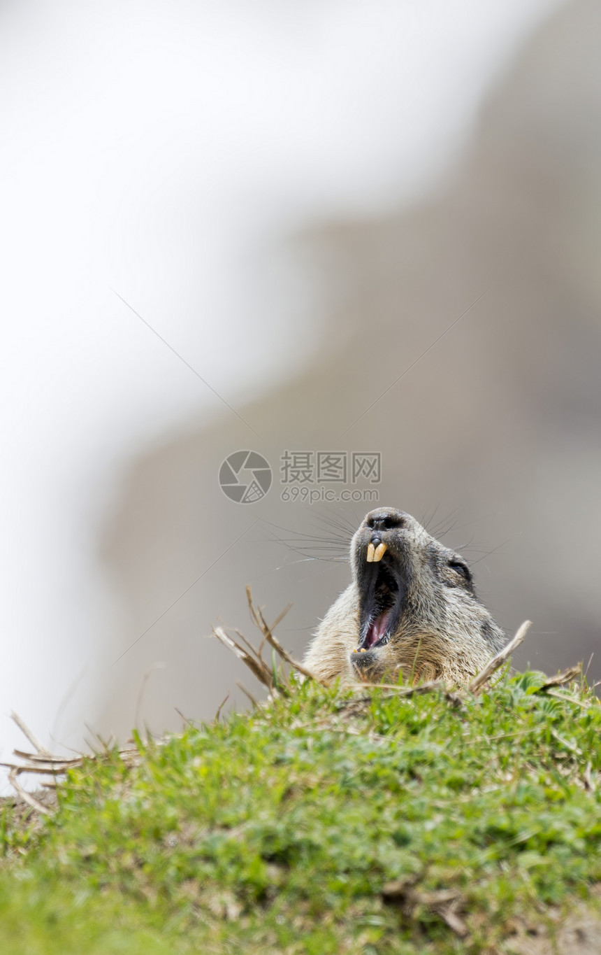 看着你打哈欠的旱獭肖像图片