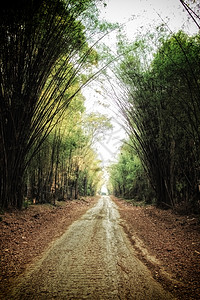 竹林乡间小路图片