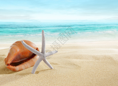 热带海滩上的大贝壳和海星图片