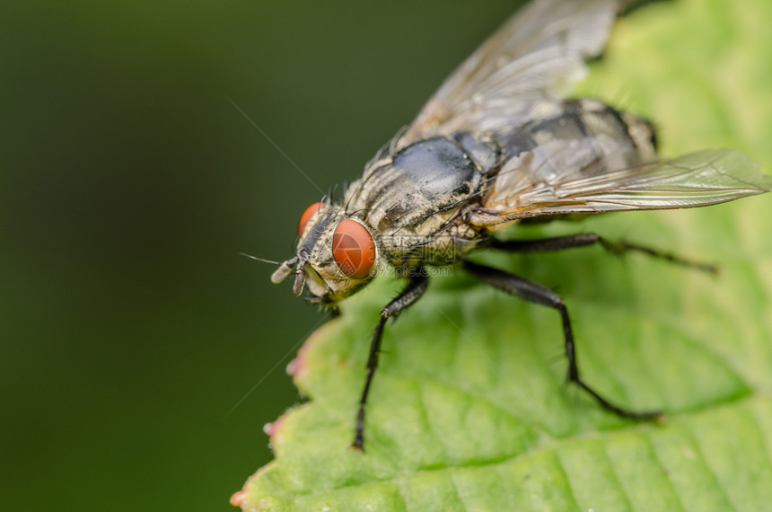 通用Fly图片