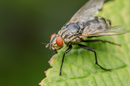 通用Fly图片