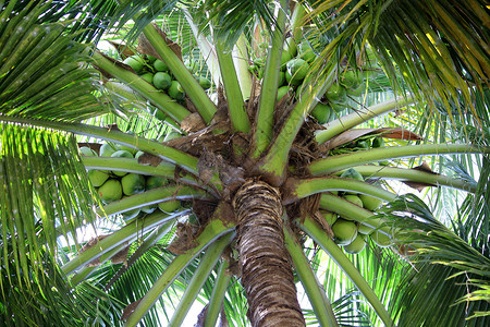 新鲜椰子图片