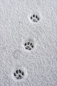 新雪上的野兔痕迹图片