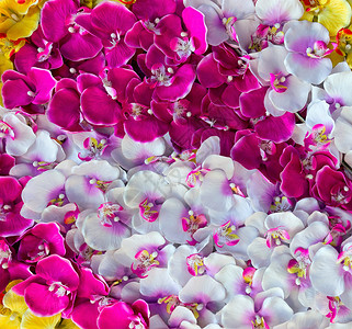 彩色花兰装饰背景盛开的蝴蝶兰大花蕙兰花美丽的花朵豪华分支兰花图片