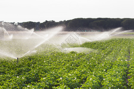 种植马铃薯田的灌溉西班牙图片
