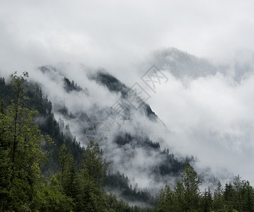 薄雾笼罩着山上的松树图片