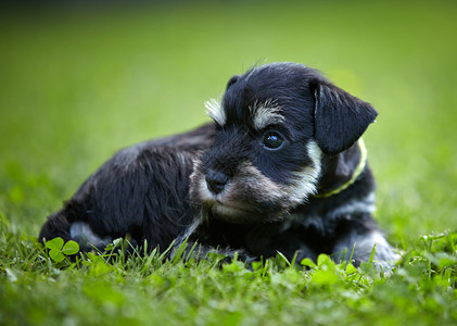 在绿草的微型雪纳瑞小狗图片