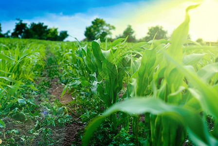 特写绿色玉米秸秆和田野背景图片