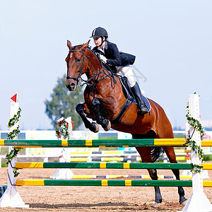 马术表演跳跃克服障碍骑马的女员一匹红马上的女骑士马术骑马赛马背景图片