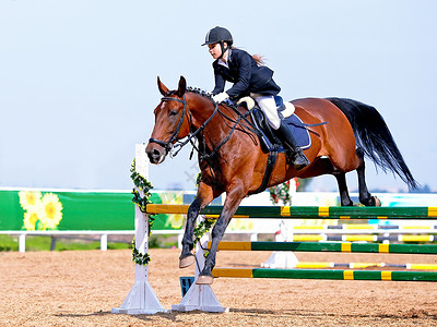 马术表演跳跃克服障碍骑马的女员一匹红马上的女骑士马术骑马赛马背景图片