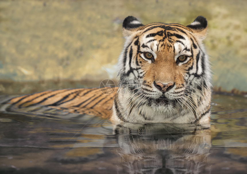 水中的亚洲虎图片