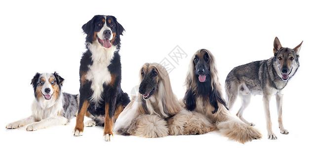 白色背景前的五只大型犬图片