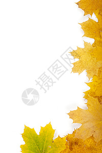 秋天的黄叶特写框架图片