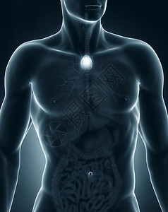 人胸腺解剖前视图图片