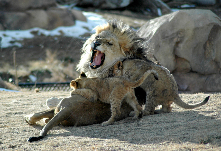 一个愤怒的狮子爸告诉幼崽让他们在爬满他身上的时图片