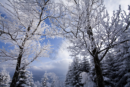 风景冬季图片