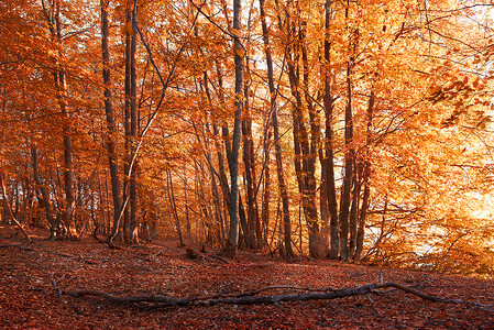 秋天的森林有红色和黄色叶子的树图片