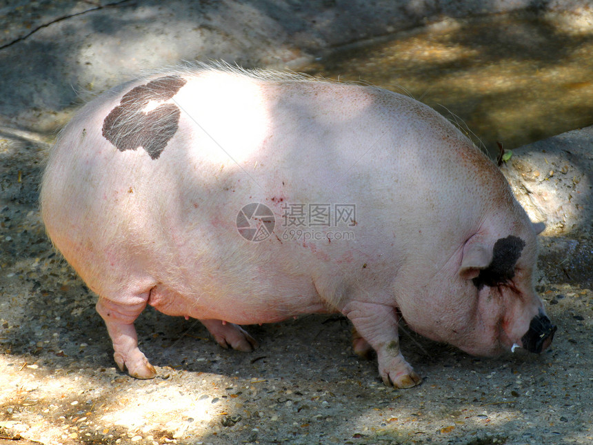 粉红猪肥休息用它巨大的磨轮在图片