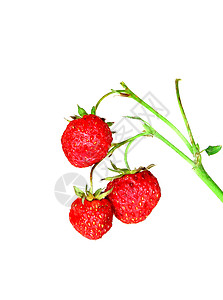 在白色背景上孤立的树枝上的小草莓背景图片
