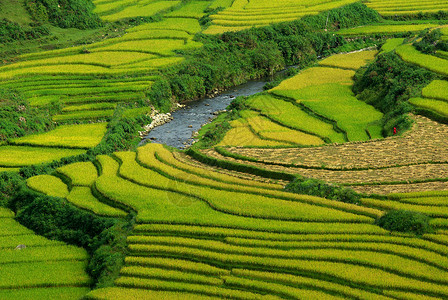 越南梯田稻田图片