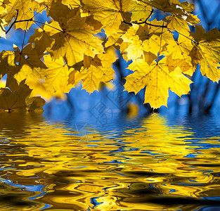 美丽的黄色秋天树叶图片