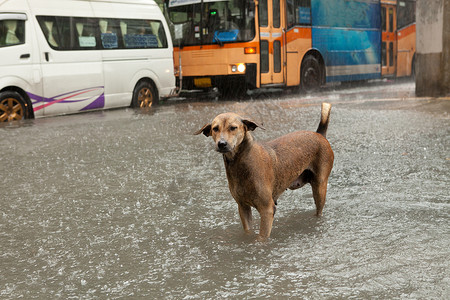 站在雨水淹中交通堵塞背景图片