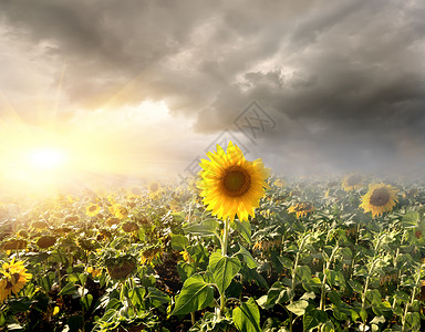 太阳穿过云层在向日葵的田野上图片