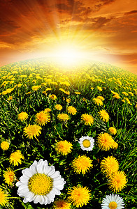 蒲公英与草地上的雏菊图片