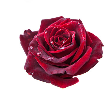白色背景上的深红玫瑰图片