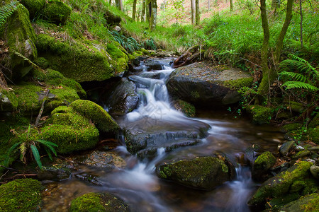 树林里小溪上的小瀑布背景图片