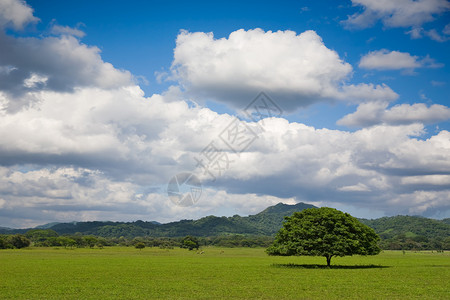 在美丽的天空的田野上植树图片