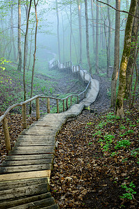 森林中的阶梯消失在雾中背景图片