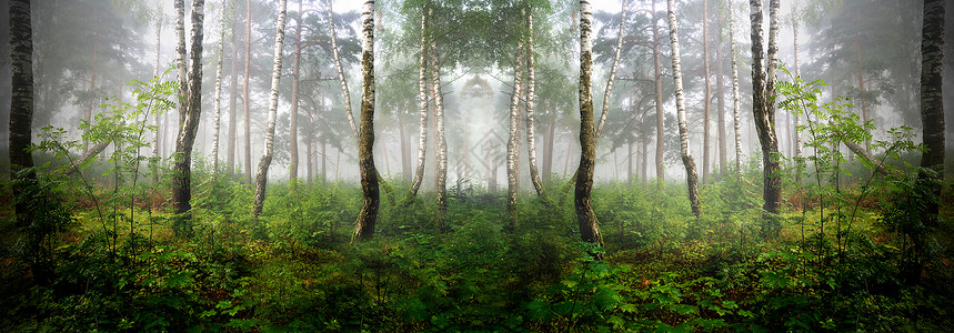 雾中的北方森林拉脱维亚图片