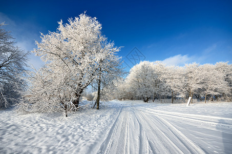 冬天的道路和树上的白霜图片
