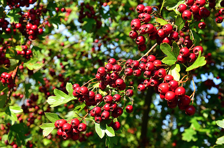 秋天红莓图片